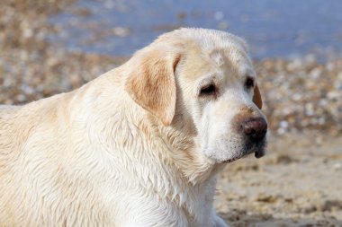 Labrador Denizi portre, kapatmak