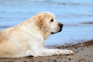 Sarı labrador Beach yakın çekim