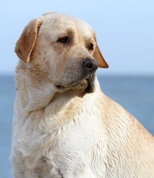 Labrador op het zee-portret close-up — Stockfoto