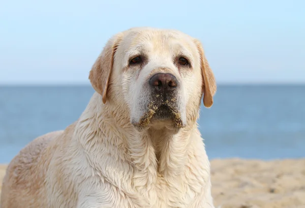 Labrador na moři portrét — Stock fotografie