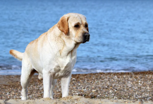 Labrador spelen op de zee — Stockfoto