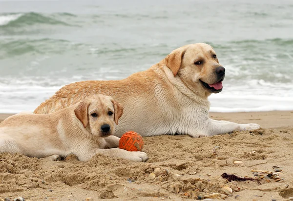 Puppy and yellow labrador playing with a ball — Stock Photo, Image
