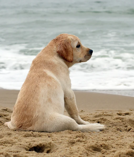 Labrador puppy — Stockfoto