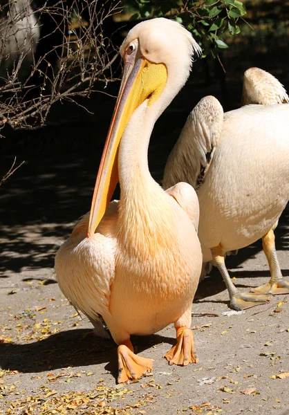 Gran pelícano (Pelecanus onocrotalus ) — Foto de Stock