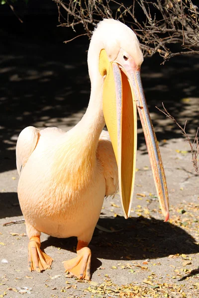 Gran pelícano (Pelecanus onocrotalus) llorando — Foto de Stock