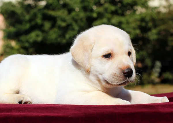 Šťastné žlutý labrador štěně portrét na červené — Stock fotografie