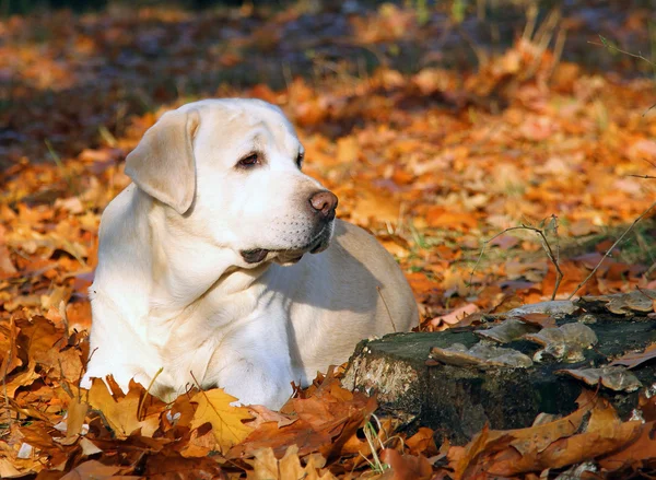 Gele labrador in het park in het najaar — Stockfoto