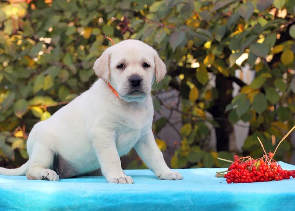 黄色のラブラドール子犬 guelder ro と青色の背景の上に座って — ストック写真