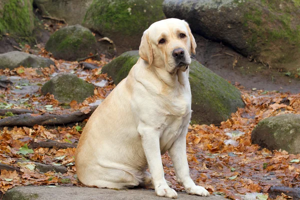Een gele labrador in het park in het najaar — Stockfoto