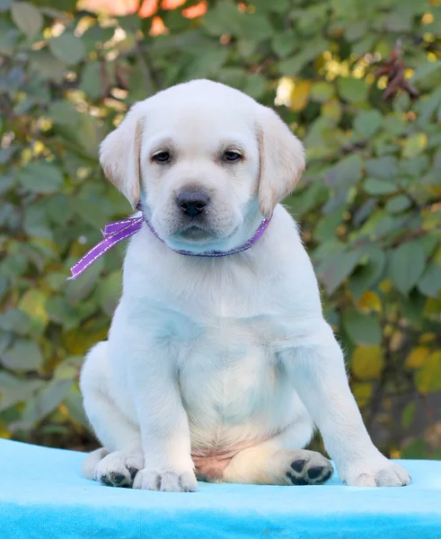 Gelber Labrador Welpe sitzt auf blauem Hintergrund — Stockfoto