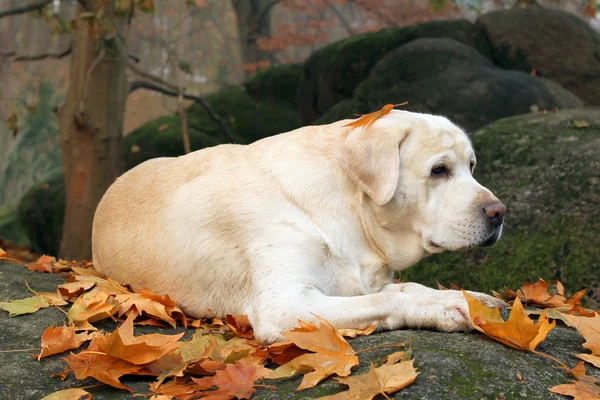 Gele labrador in het park in het najaar — Stockfoto