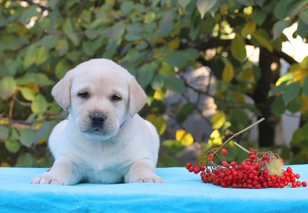 Gelber Labrador Welpe mit Drosselbeere — Stockfoto