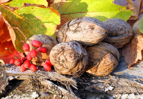 Close up of walnuts — Stock Photo, Image