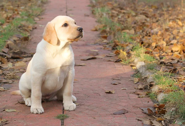 Gelbe glückliche Labrador-Welpen im Herbst — Stockfoto