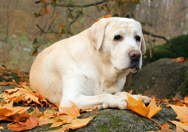 Gele labrador in het park in het najaar — Stockfoto