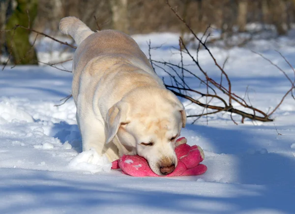 Желтый лабрадор зимой играет с розовой игрушкой — стоковое фото
