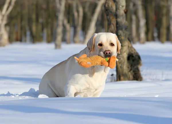 Yellow labrador zimą w śniegu z zabawką — Zdjęcie stockowe