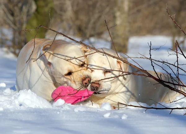Labradores amarillos en invierno con un juguete Imágenes De Stock Sin Royalties Gratis