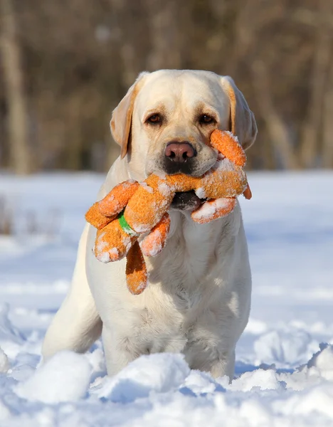 Labrador amarillo en invierno con un retrato de juguete naranja Imagen De Stock