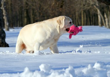 pembe bir oyuncak ile kışın sarı labrador kapatın