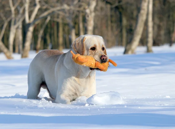 Gele labrador in de winter met een stuk speelgoed close-up — Stockfoto