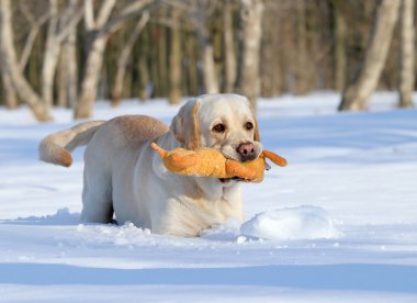 Sarı labrador kışın bir oyuncakla yakın çekim