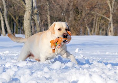 Bir oyuncakla kışın sarı labrador