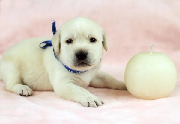 キャンドルとピンクの背景のラブラドール子犬 — ストック写真