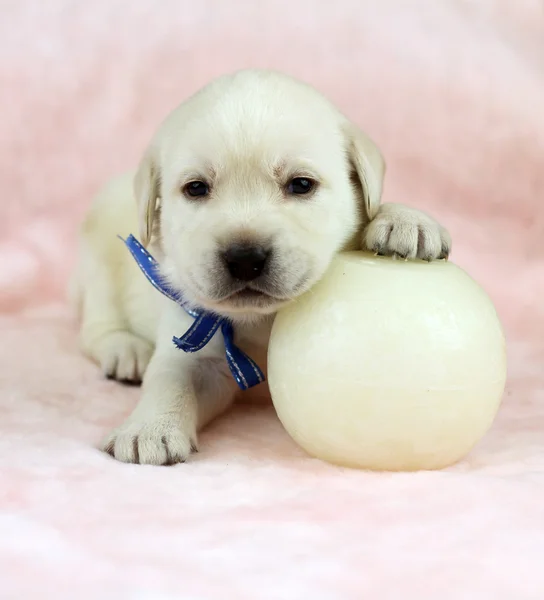 ピンクの背景に白いキャンドルのラブラドール子犬 — ストック写真