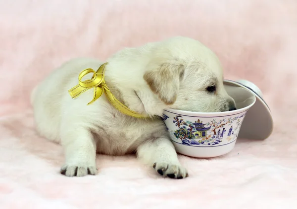 Labrador štěně na růžovém pozadí s šálkem — Stock fotografie