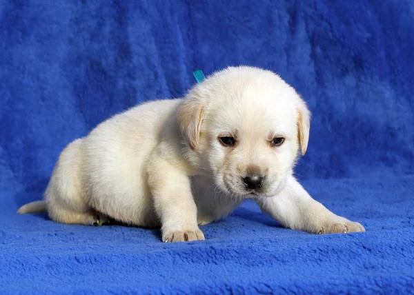 Nice yellow labrador puppy laying on the blue background — Stock Photo, Image