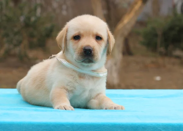 Um pequeno filhote de cachorro labrador amarelo que coloca no fundo azul — Fotografia de Stock