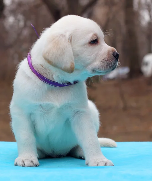 Labrador hundvalp på blå bakgrund — Stockfoto