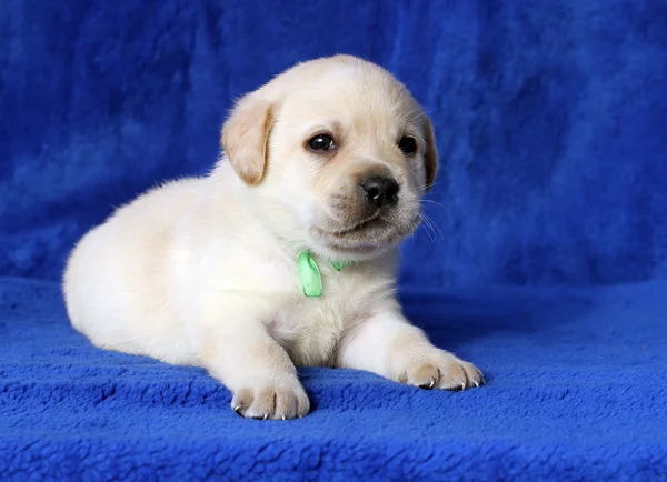 Pequeno filhote de cachorro labrador amarelo que coloca no fundo azul — Fotografia de Stock