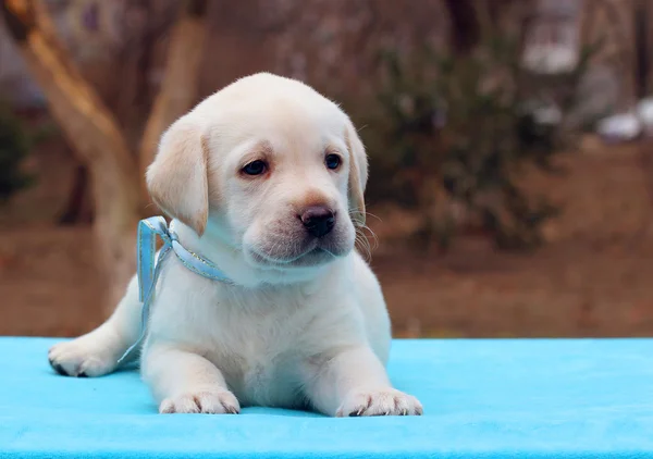 Mavi arka plan üzerinde bir labrador köpek yavrusu — Stok fotoğraf