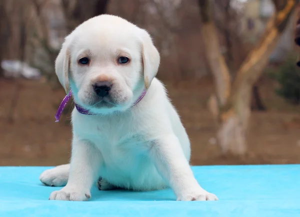 Labrador yavru mavi zemin üzerine — Stok fotoğraf