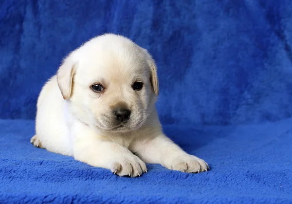 Маленький желтый щенок лабрадор лежал на синем фоне — стоковое фото