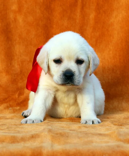 Gele labrador puppy op oranje achtergrond — Stockfoto