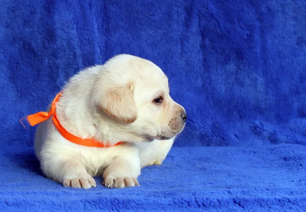 Um pequeno filhote de cachorro labrador amarelo que coloca no fundo azul — Fotografia de Stock