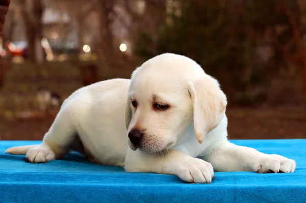 The nice labrador puppy on blue background — Stock Photo, Image