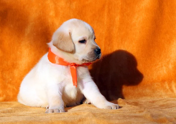 Žlutý labrador štěně na oranžovém pozadí — Stock fotografie