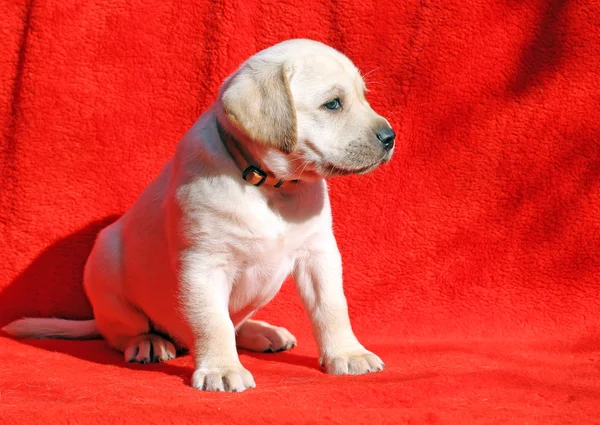 Um filhote de cachorro labrador amarelo sentado no fundo vermelho — Fotografia de Stock