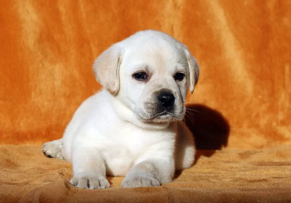 O cachorro labrador amarelo no fundo laranja — Fotografia de Stock