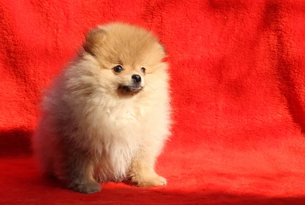 Cane di Pomerania — Foto Stock