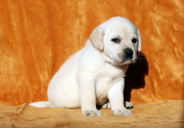 Ein gelber Labrador-Welpe auf orangefarbenem Hintergrund — Stockfoto