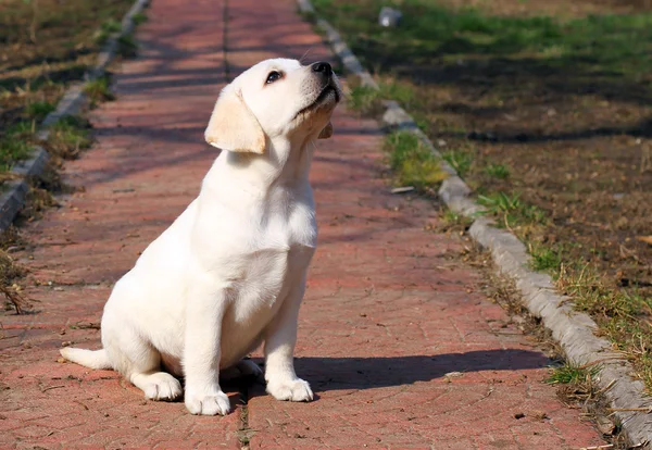 Gele gelukkig labrador puppy in de tuin — Stockfoto