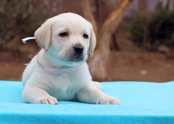 青色の背景にラブラドール子犬 — ストック写真