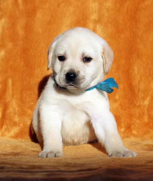 Un cachorro labrador amarillo sobre fondo naranja —  Fotos de Stock