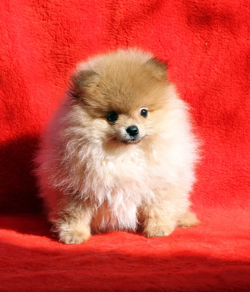 Perro de Pomerania —  Fotos de Stock