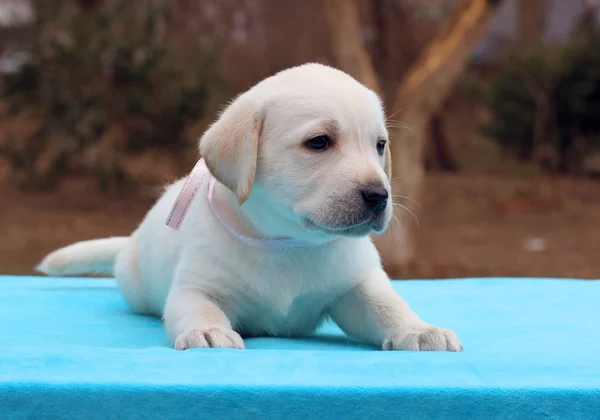 A labrador puppy on a blue background — Stock Photo, Image